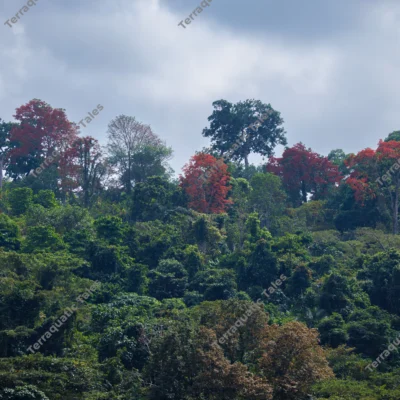 lush-tropical-rainforest-canopy-with-red-bloom-in-andaman-islands