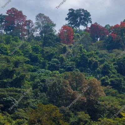 vibrant-red-trees-in-lush-andaman-island-rainforest-canopy