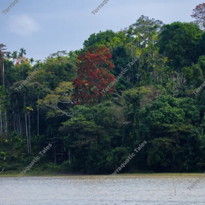 lush-tropical-forest-on-andaman-island-coast-with-vibrant-red-bloom