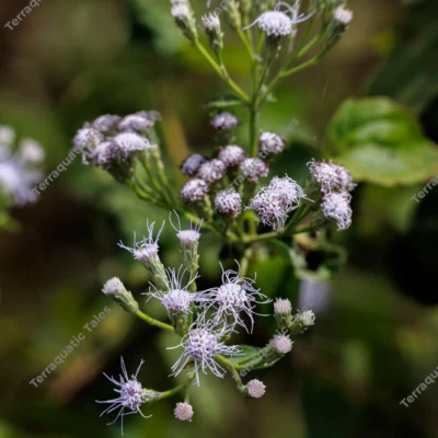 macro-of-chromolaena-odorata-siam-weed-flowers-in-andaman-islands