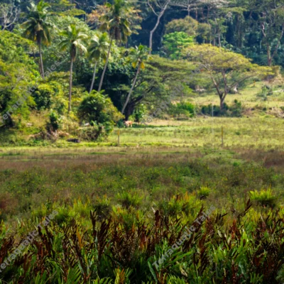 tropical-meadow-and-palm-trees-with-rainforest-backdrop-in-andamans