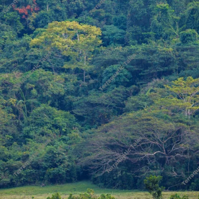 dense-tropical-rainforest-canopy-with-diverse-greenery-in-andamans