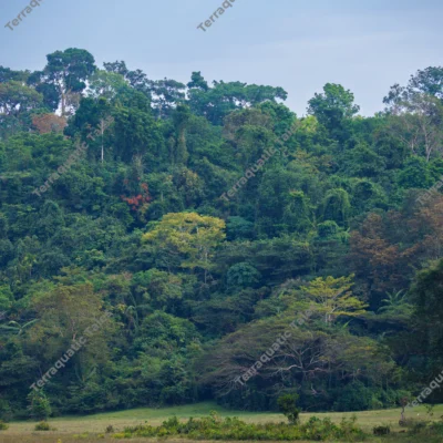 lush-tropical-rainforest-hillside-and-green-meadow-in-andaman-islands