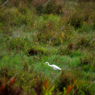medium-egret-foraging-in-green-tropical-meadow-of-andaman-islands