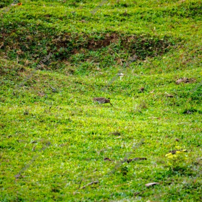 snipe-foraging-meadow-andaman