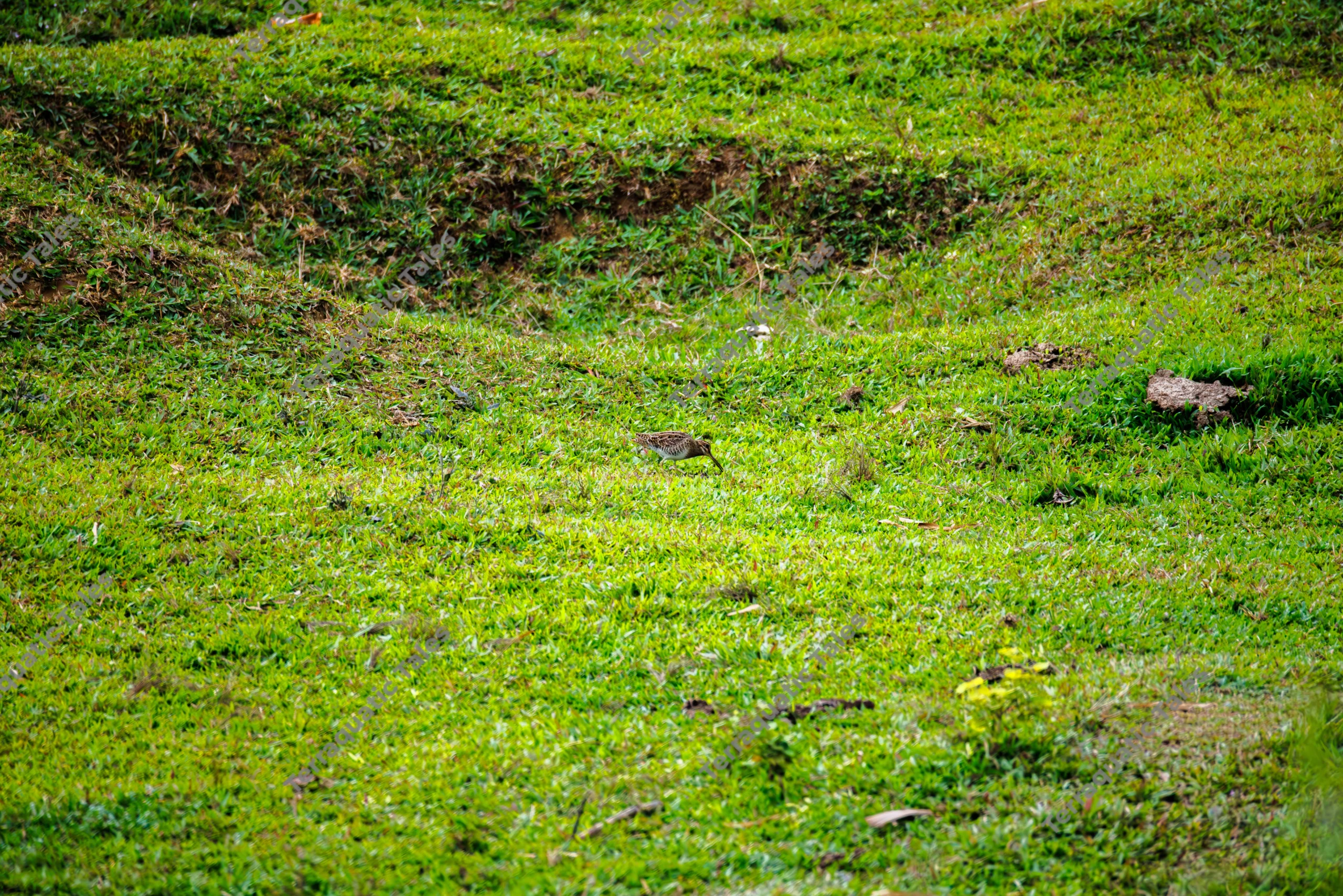 A small snipe bird stands and forages in a vibrant green grassy meadow in the Andaman Islands.
