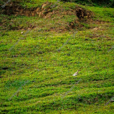 pacific-golden-plover-foraging