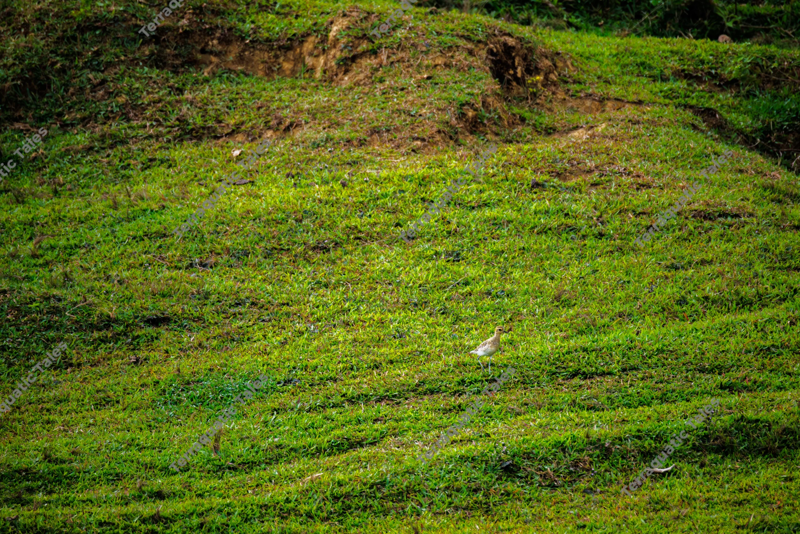A Pacific golden plover forages on a lush green grassy slope beneath a textured earth bank in the Andaman Islands.