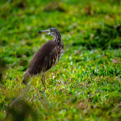 indian-pond-heron-alert