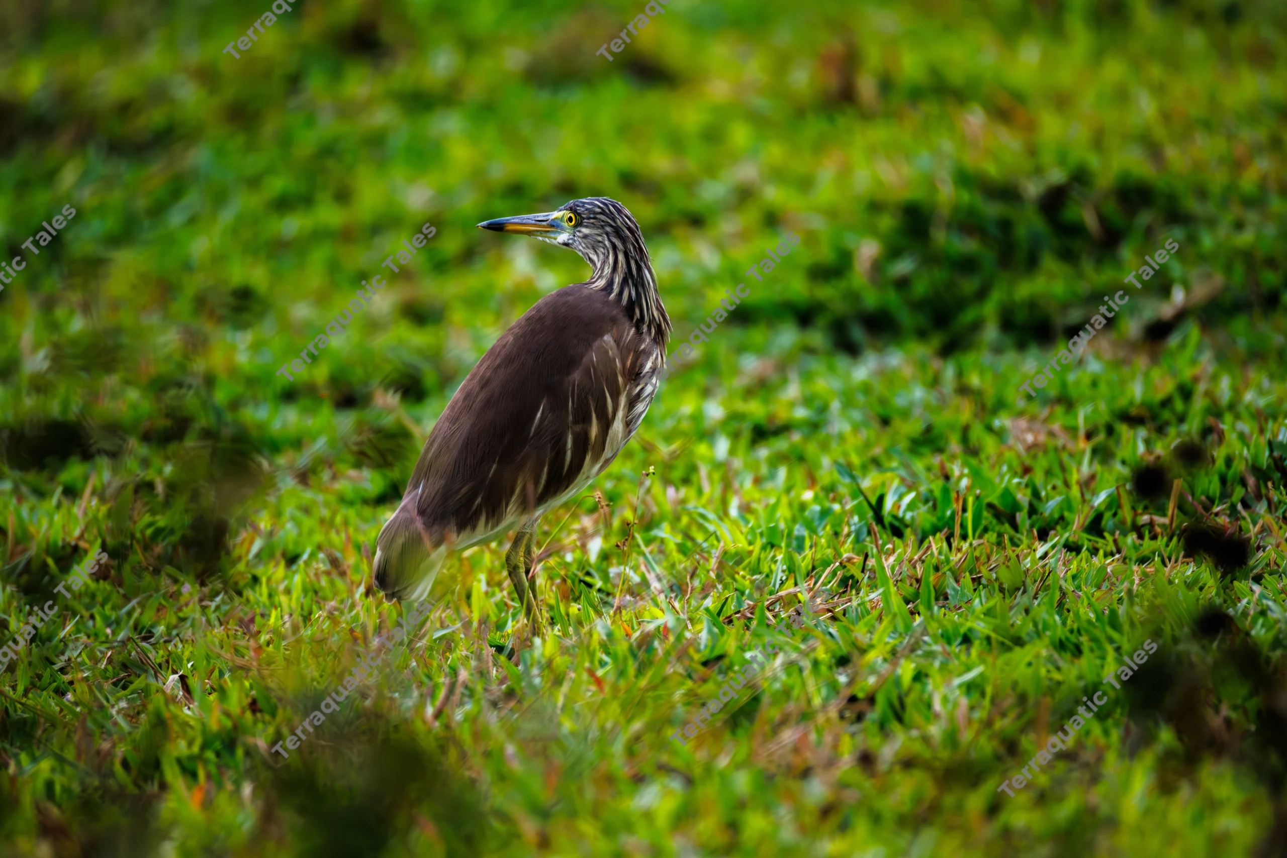 An Indian pond heron stands alert and looks backward in a lush green grassy meadow in the Andaman Islands.