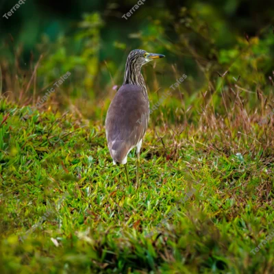 pond-heron-foraging-meadow