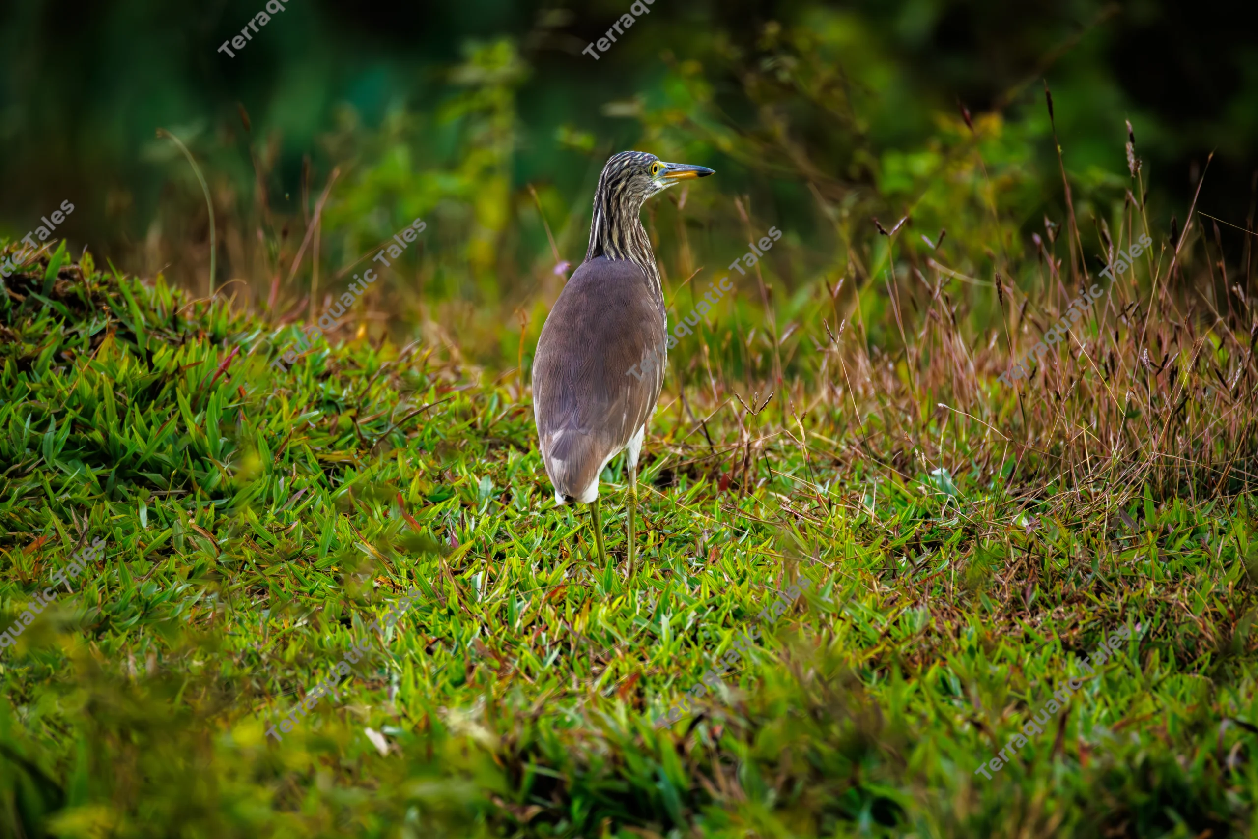 An Indian pond heron stands in a lush green grassy meadow in the Andaman Islands.