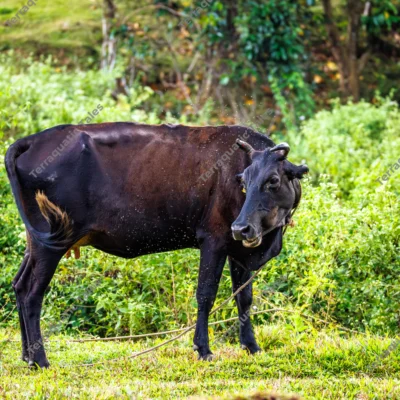 black-cow-standing-pasture