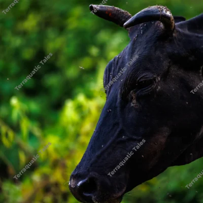 black-cow-head-portrait-surrounded-by-flies-in-andaman