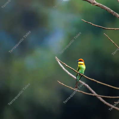 chestnut-bee-eater-branch