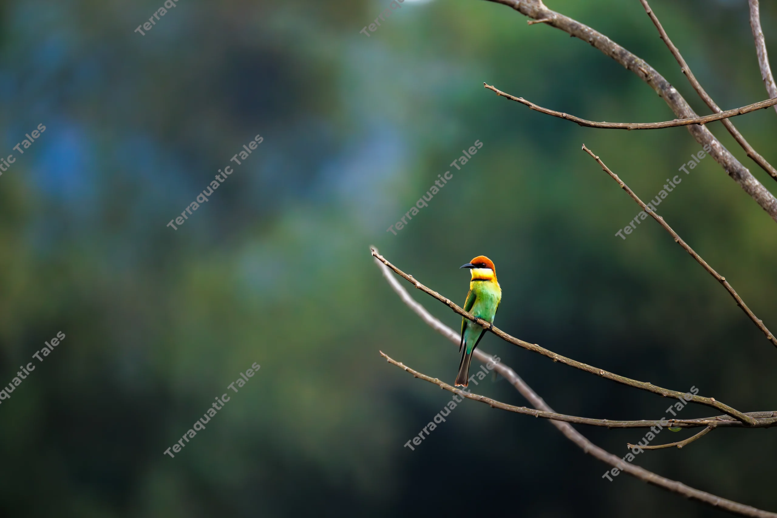 A colorful chestnut-headed bee-eater rests on a slender bare tree branch against a soft blurred background in the Andaman Islands.