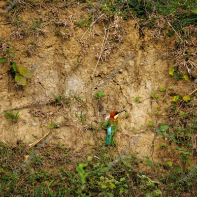 chestnut-bee-eater-nesting