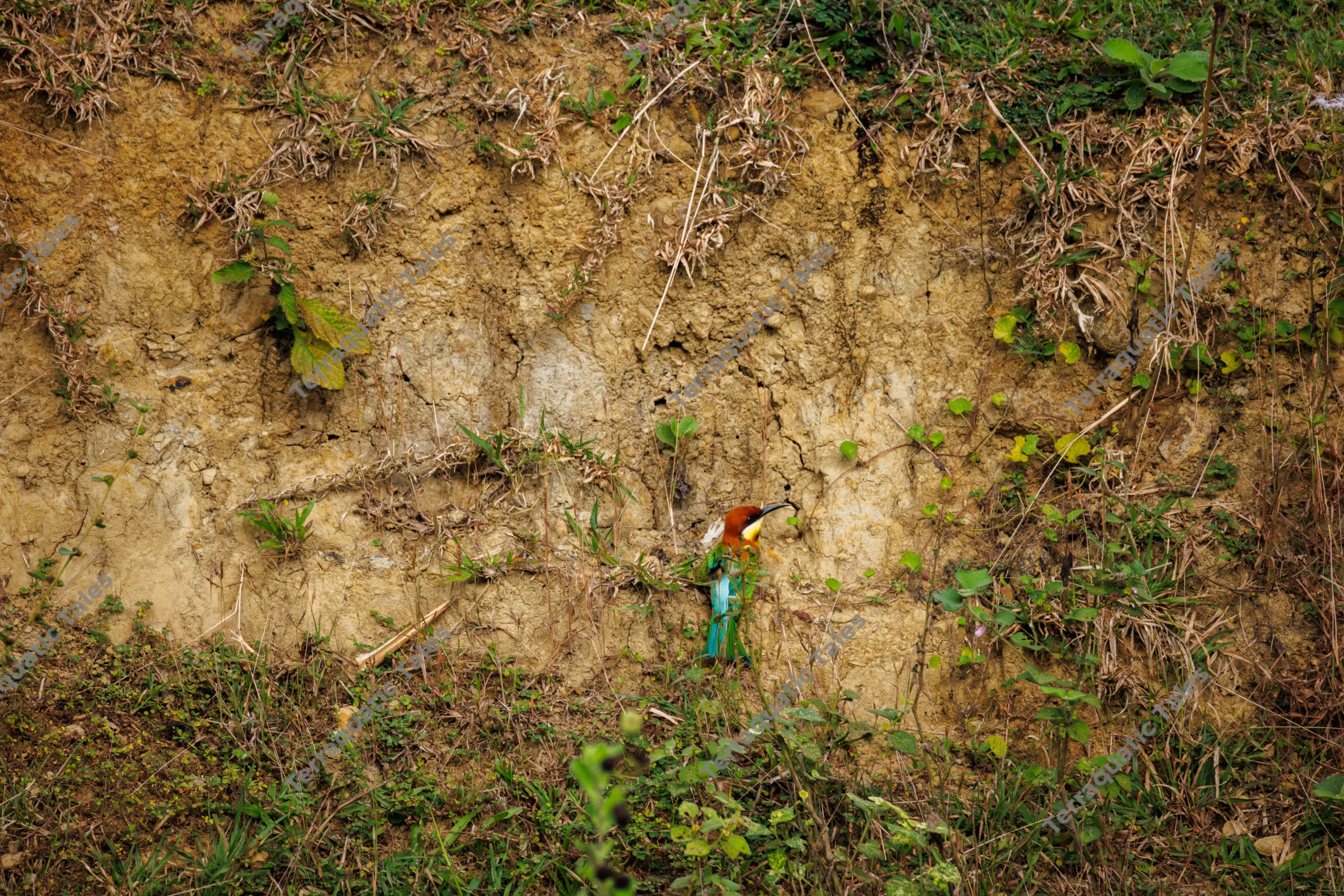 A colorful chestnut-headed bee-eater rests near its burrow on a textured earth bank in the Andaman Islands.