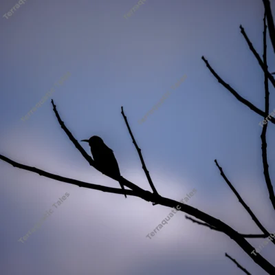 silhouetted-beeeaters-perched-branches