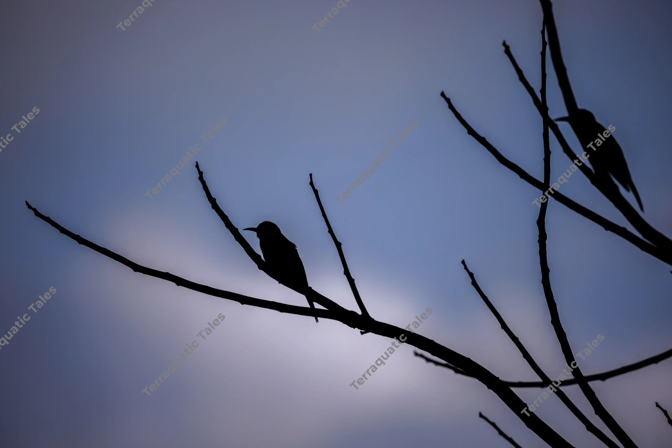 Two bee-eater birds are silhouetted as they perch on bare tree branches against a muted blue twilight sky in the Andaman Islands.
