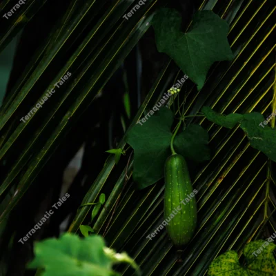 sponge-gourd-hanging-vine
