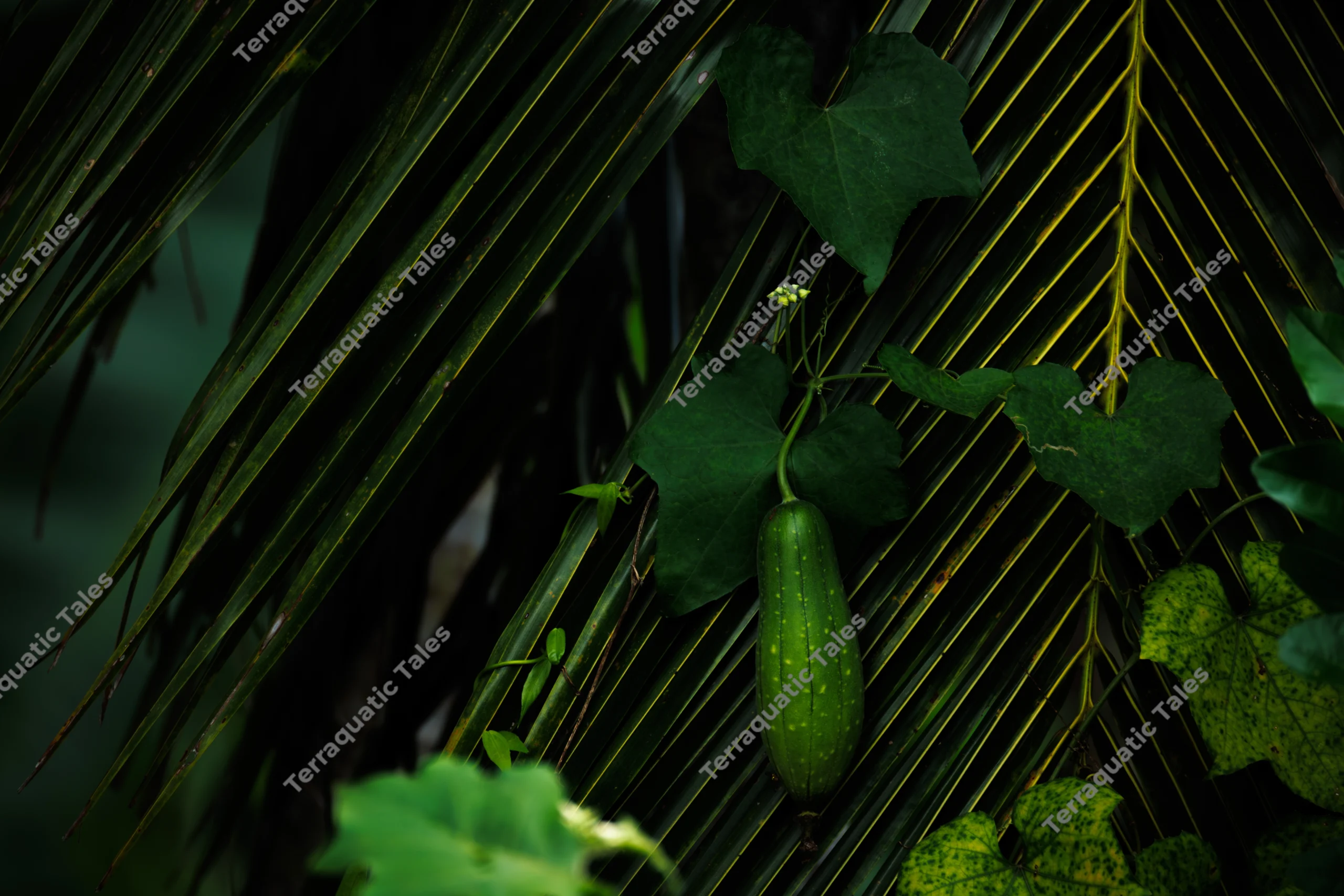 A green sponge gourd hangs vertically from a vine surrounded by dark tropical palm fronds in the Andaman Islands.