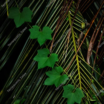 green-ivy-leaves-creeping-palm