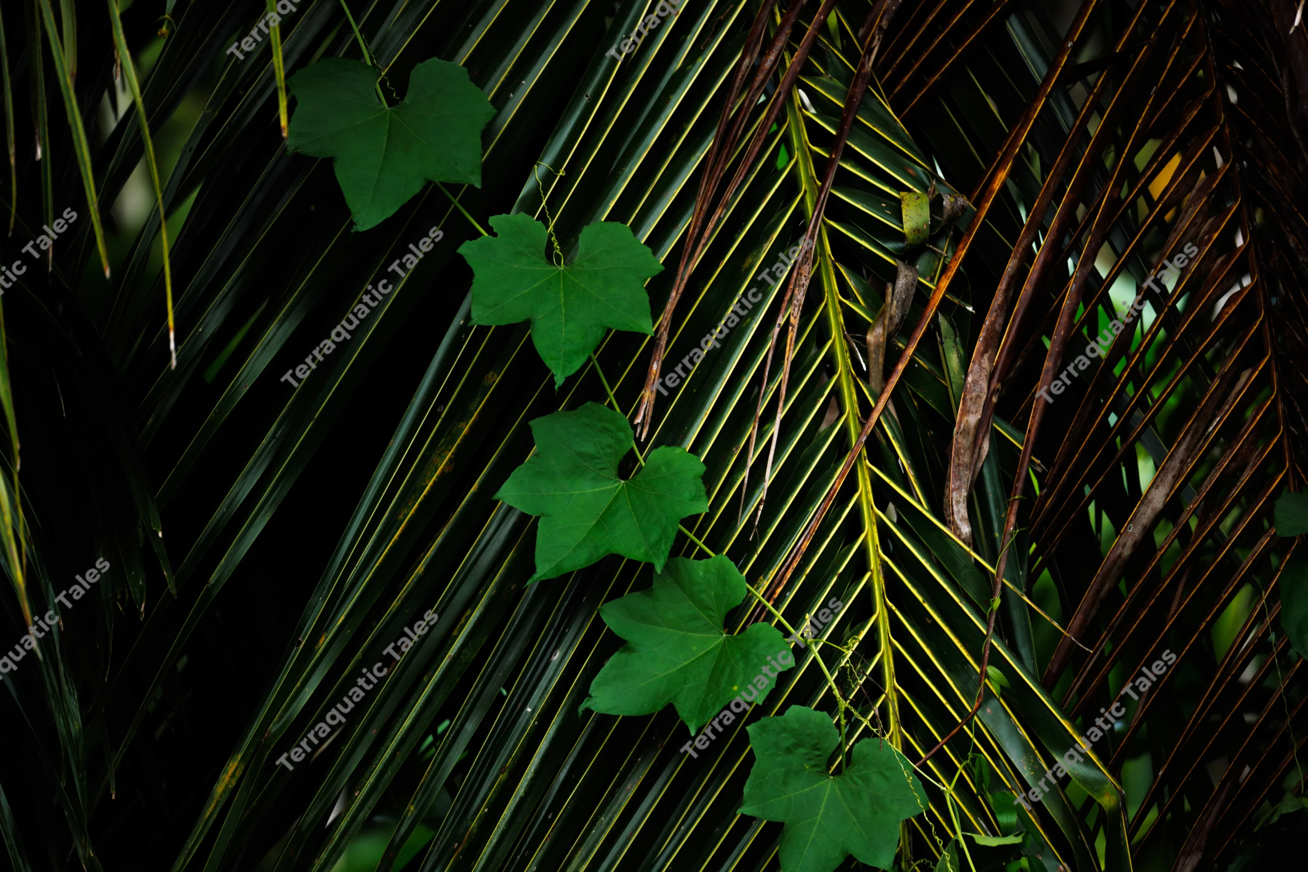 Vibrant green ivy leaves climb diagonally across dark tropical palm fronds in the Andaman Islands.
