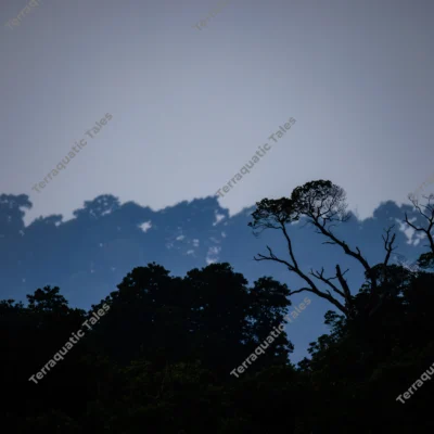 layered-tropical-forest-silhouettes