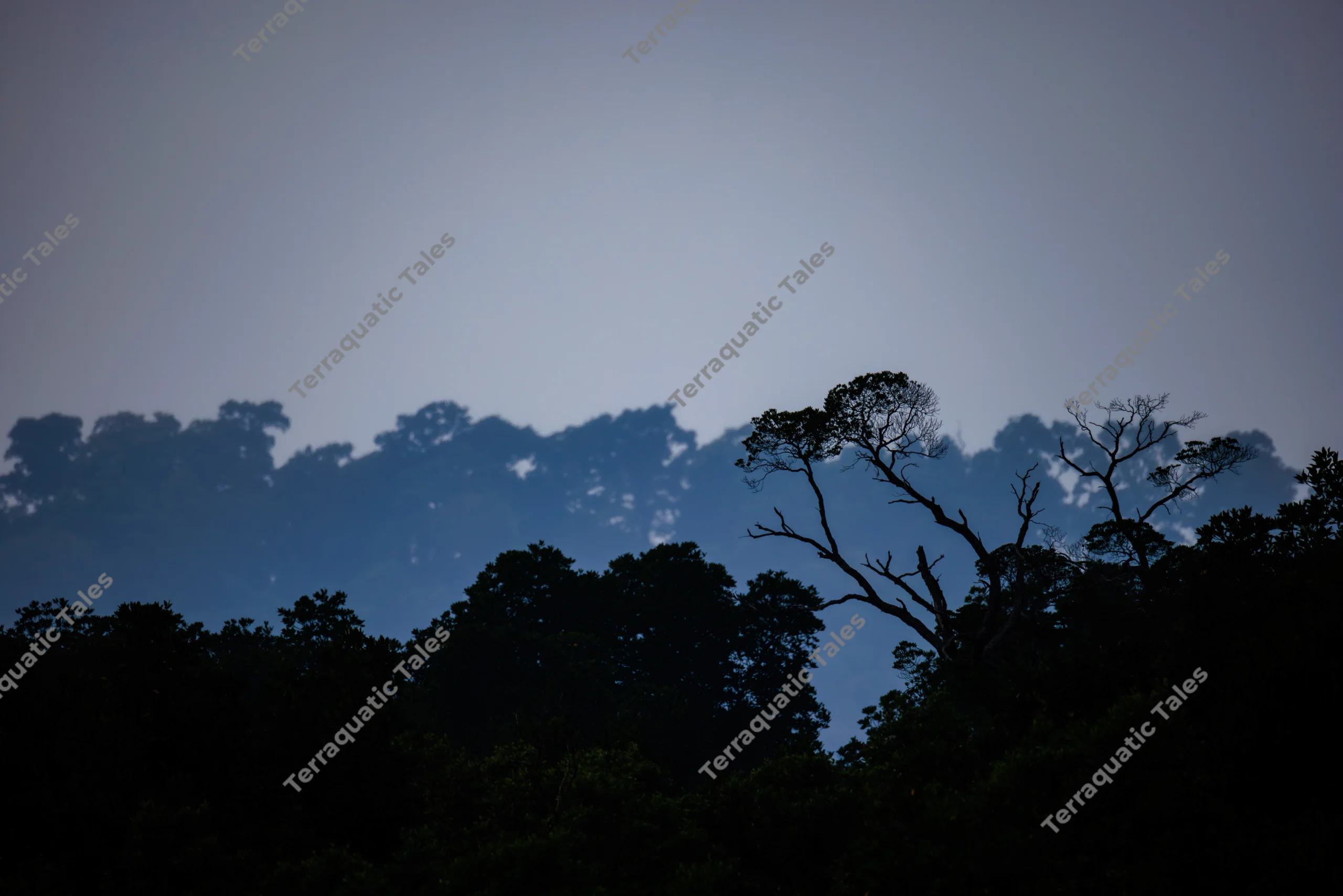 Layered dark silhouettes of a tropical forest canopy and a bare tree snag stand against a muted blue twilight sky in the Andaman Islands.
