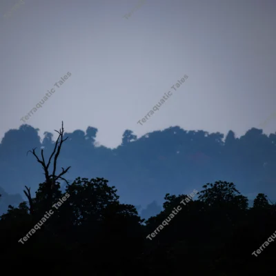 layered-forest-silhouettes-andaman