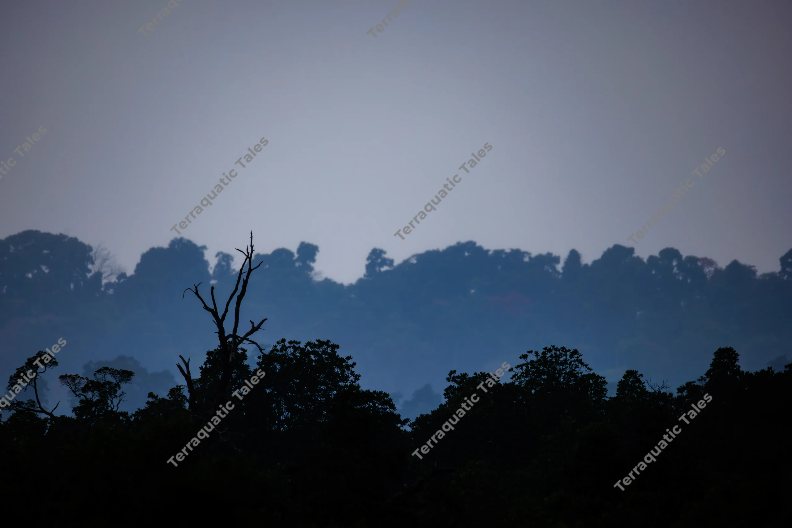 Layered dark silhouettes of a tropical forest canopy and a bare tree snag stand against a muted blue twilight sky in the Andaman Islands.