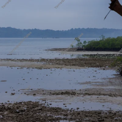 tranquil-mangrove-mudflat-coastline