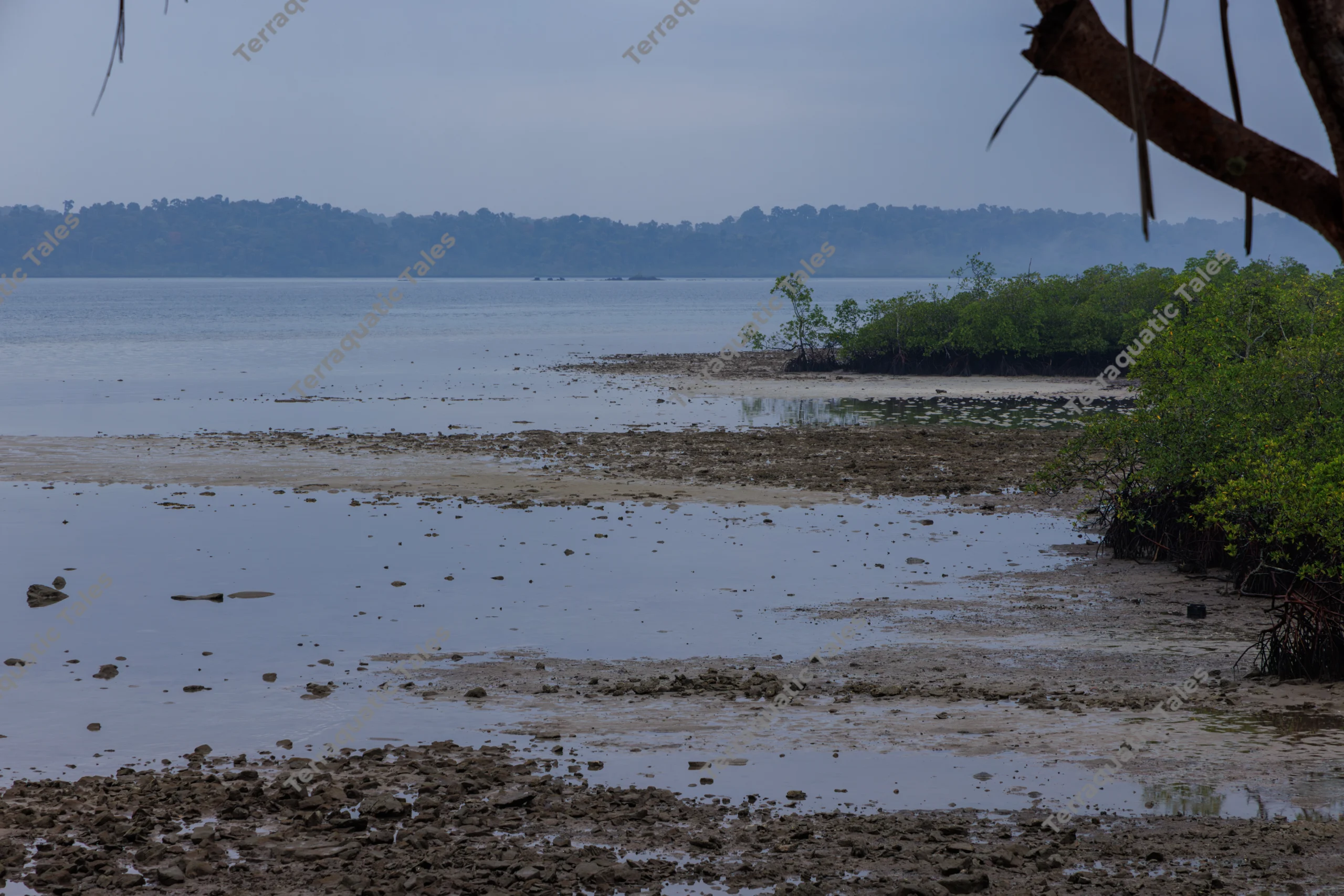 Exposed mudflats and shallow tidal pools border a lush mangrove coastline under an overcast sky in the Andaman Islands.