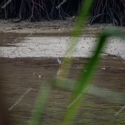 common-redshank-foraging-mudflat