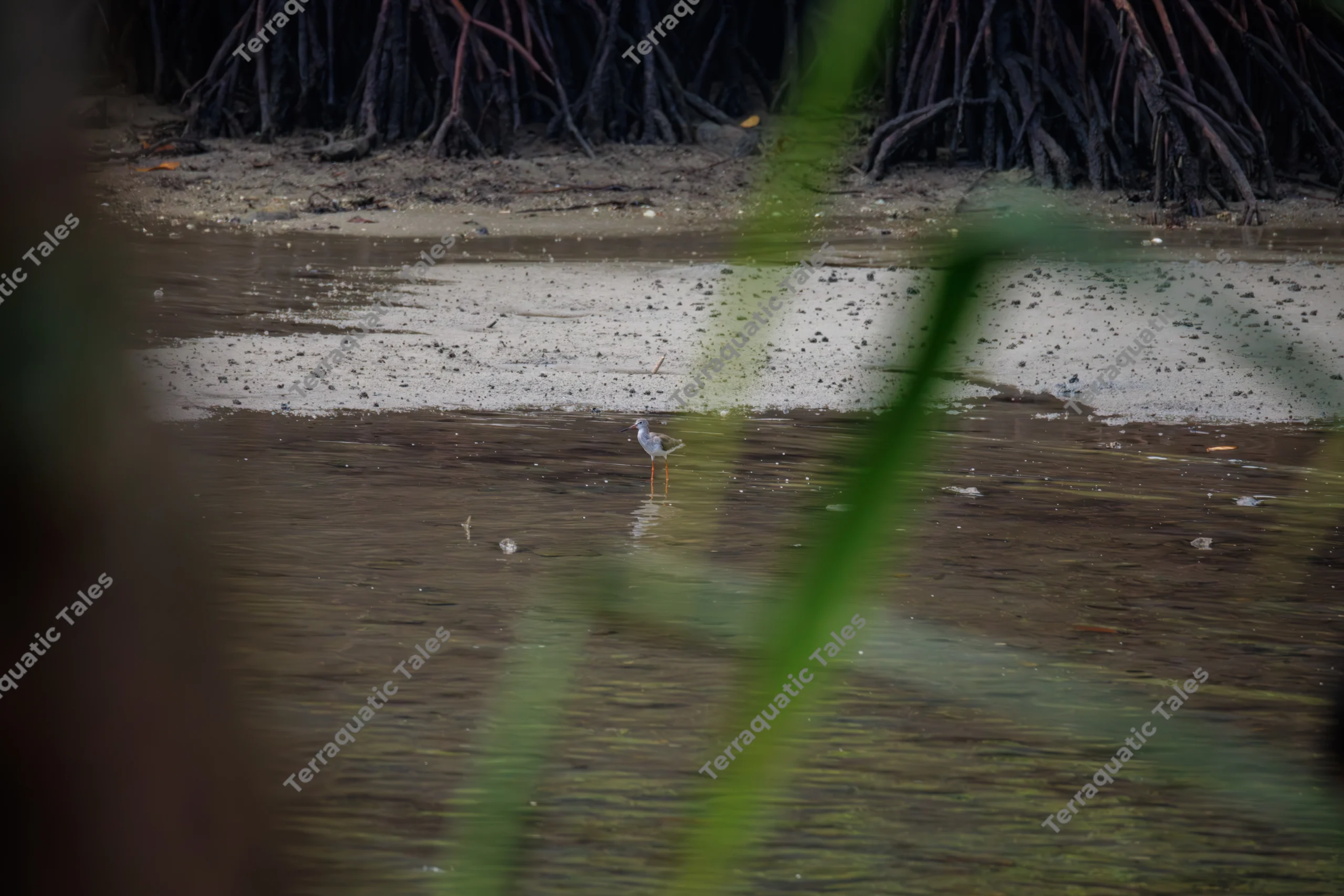 A common redshank stands and forages on a muddy tidal flat framed by mangrove roots and foreground foliage in the Andaman Islands.