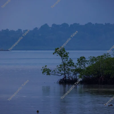 tranquil-mangrove-forest-coastline