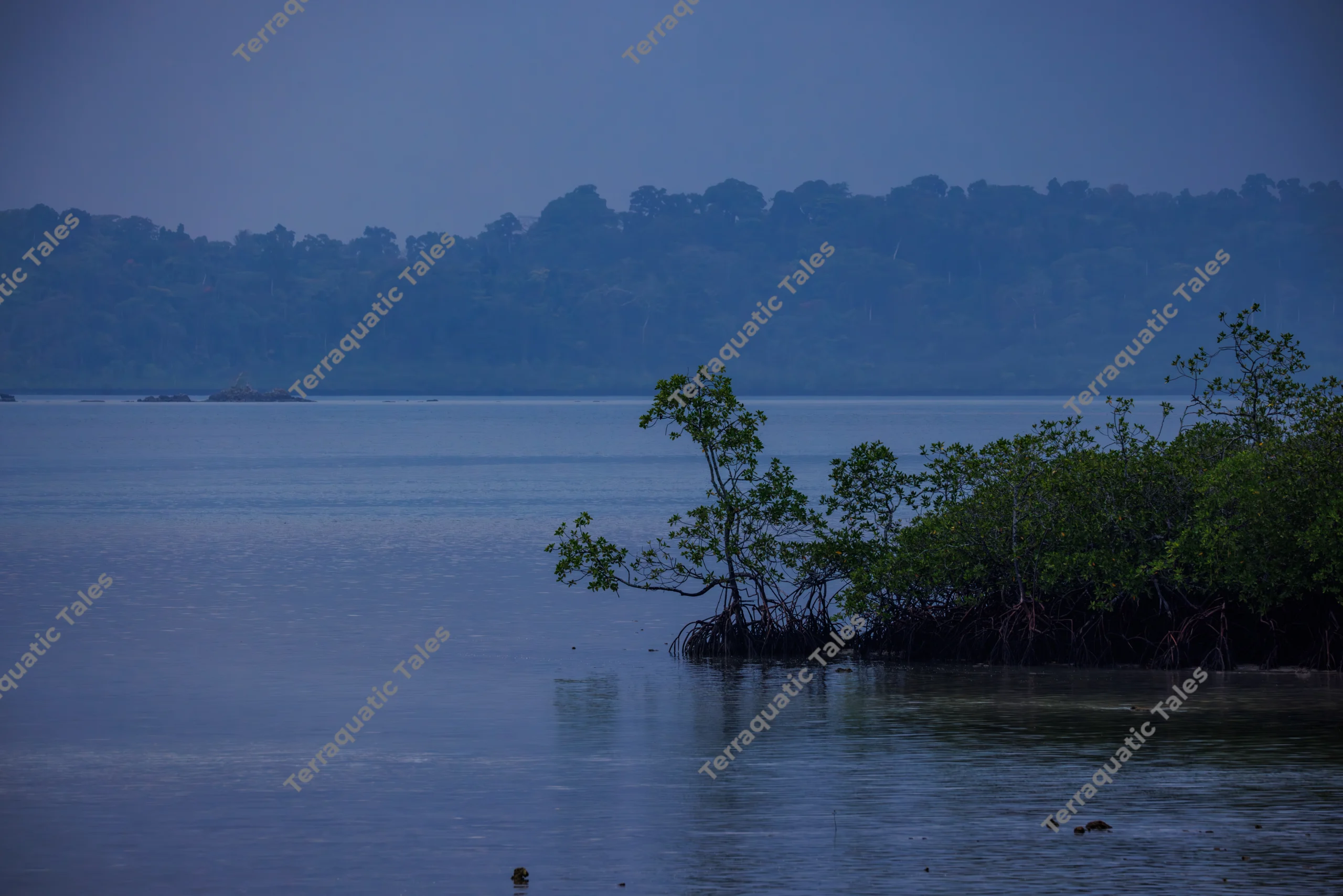 A tranquil mangrove forest and coastline stand along calm blue waters under an evening sky in the Andaman Islands.