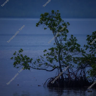 solitary-mangrove-tree-andaman