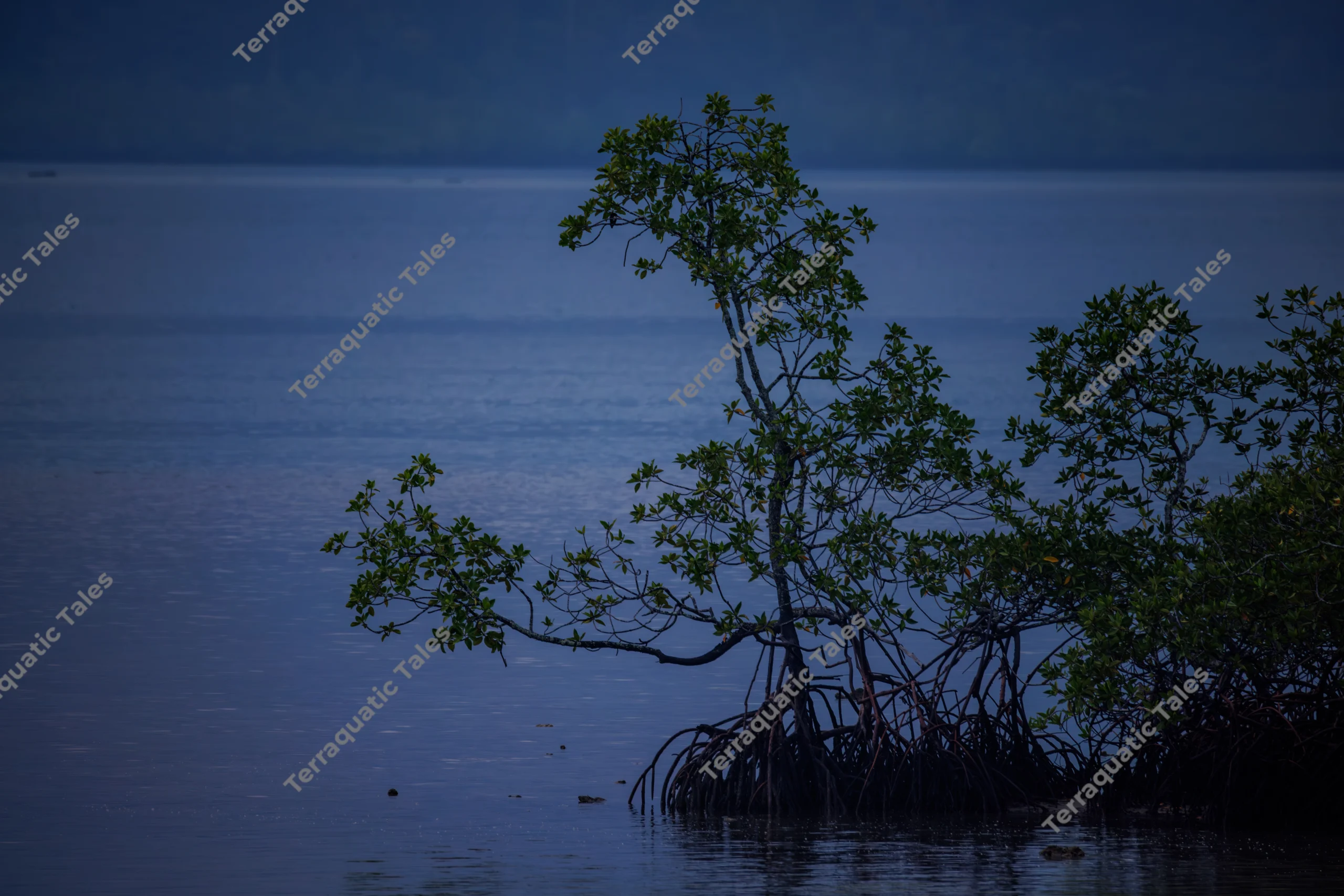 A solitary mangrove tree with exposed roots stands in calm blue coastal waters in the Andaman Islands.