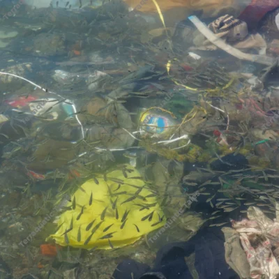 small-fish-swimming-through-plastic-waste-and-marine-pollution