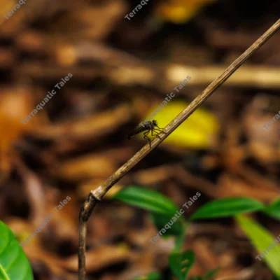robber-fly-perched-on-a-dry-branch-in-mount-harriet-national-park