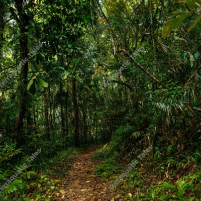 tropical-hiking-trail-through-dense-forest-at-mount-harriet-national-park