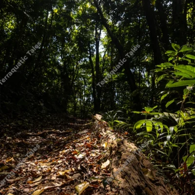 sunlit-fallen-log-on-a-tropical-forest-path-at-mount-harriet