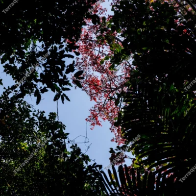 low-angle-view-of-red-foliage-through-dark-forest-canopy