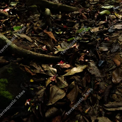 fallen-tropical-flowers-and-autumn-leaves-on-mount-harriet-forest-floor