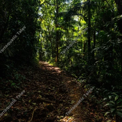 sun-dappled-hiking-trail-through-lush-jungle-at-mount-harriet