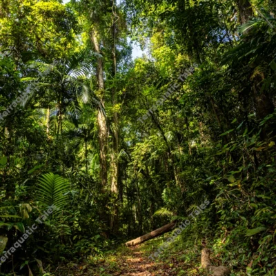 sunlit-trekking-path-and-fallen-logs-in-mount-harriet-rainforest