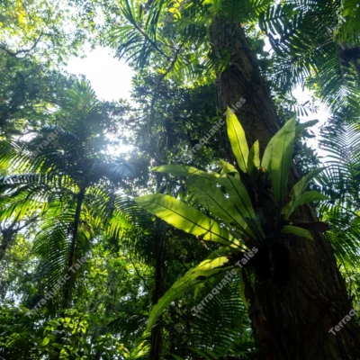 sunlit-birds-nest-fern-growing-on-tropical-tree-trunk