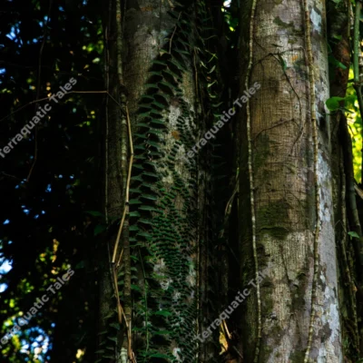 creeping-vines-and-epiphytes-on-ancient-tropical-tree-trunk